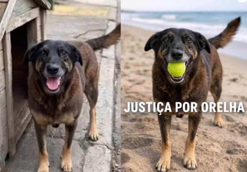 Artistas pedem justiça por Orelha, o cachorrinho comunitário morto por 4 adolescentes em praia de SC. Adultos tentam atrapalhar investigações. - Fotos: redes sociais