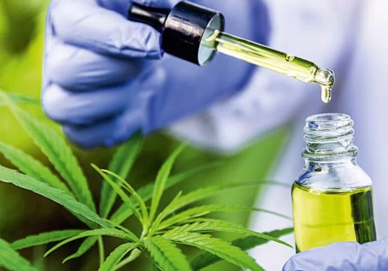 Entre as regras propostas pela Anvisa para produção de cannabis medicinal no Brasil estão: teor de THC inferior a 0,3%, e inspeção de lotes. Foto: reprodução/Uniad