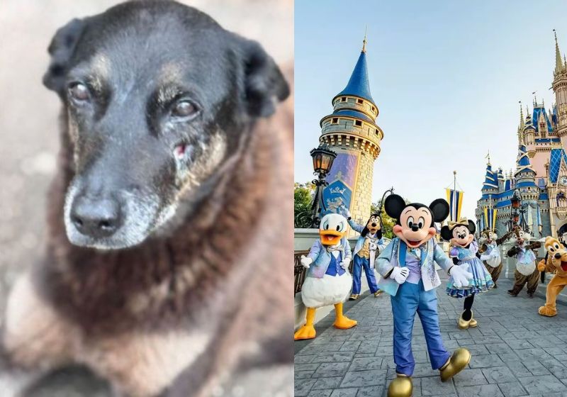 Segundo a polícia, os jovens que mataram o Orelha foram passar férias na Disney depois da crueldade que cometeram contra o cachorrinho - Fotos: redes sociais/divulgação