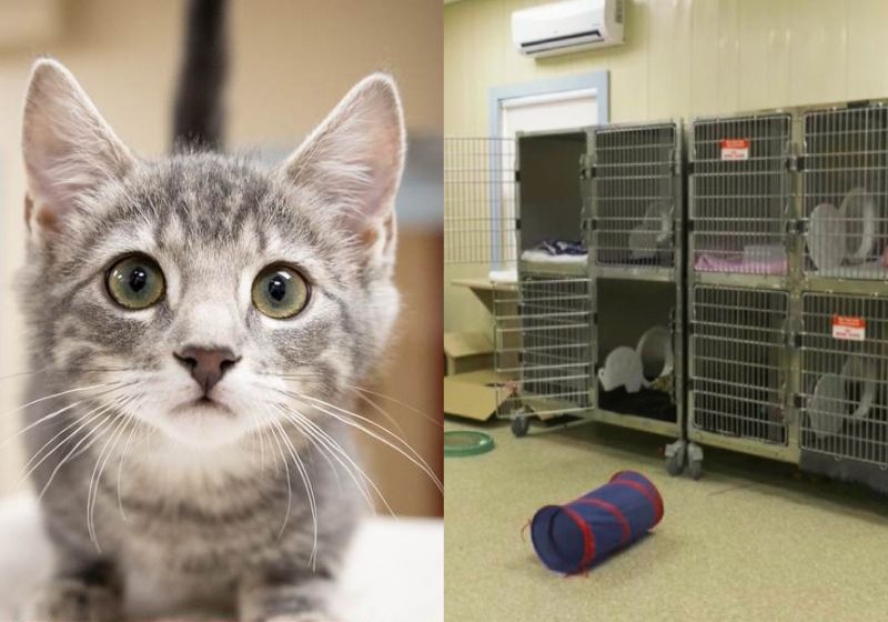 A direção desse abrigo para animais na Nova Escócia comemora: o local está vazio, sem bichinhos disponíveis para adoção, após o aumento procura - Fotos: Bide Awhile / CTV News