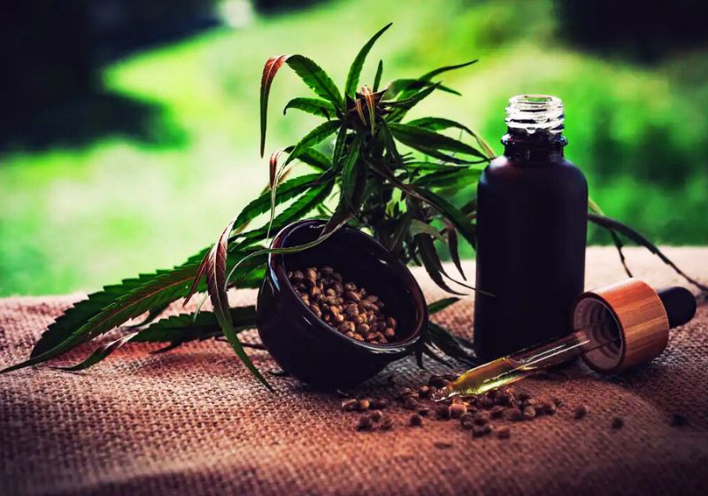 Novas regras aprovadas hoje pela Anvisa liberam uso da cannabis medicinal por pacientes com doenças debilitantes graves; THC acima de 0,2%. - Foto: Agência Brasil