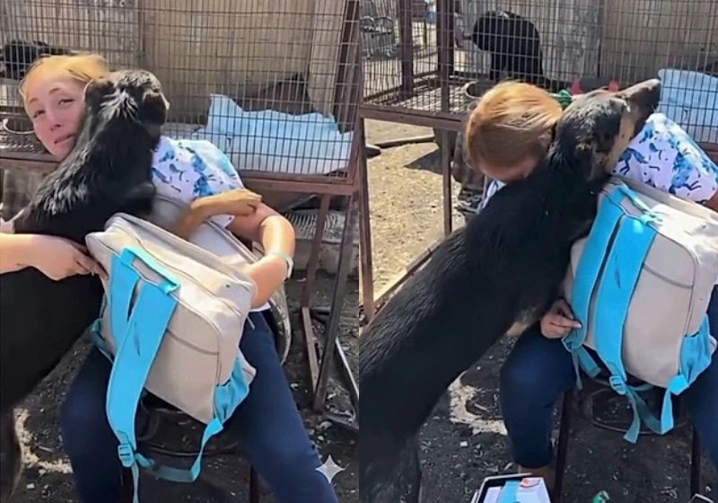 No vídeo, que está correndo o mundo, a cachorrinha resgatada do incêndio florestal no Chile reencontra sua salvadora e tem a melhor reação - Fotos: reprodução/econewes