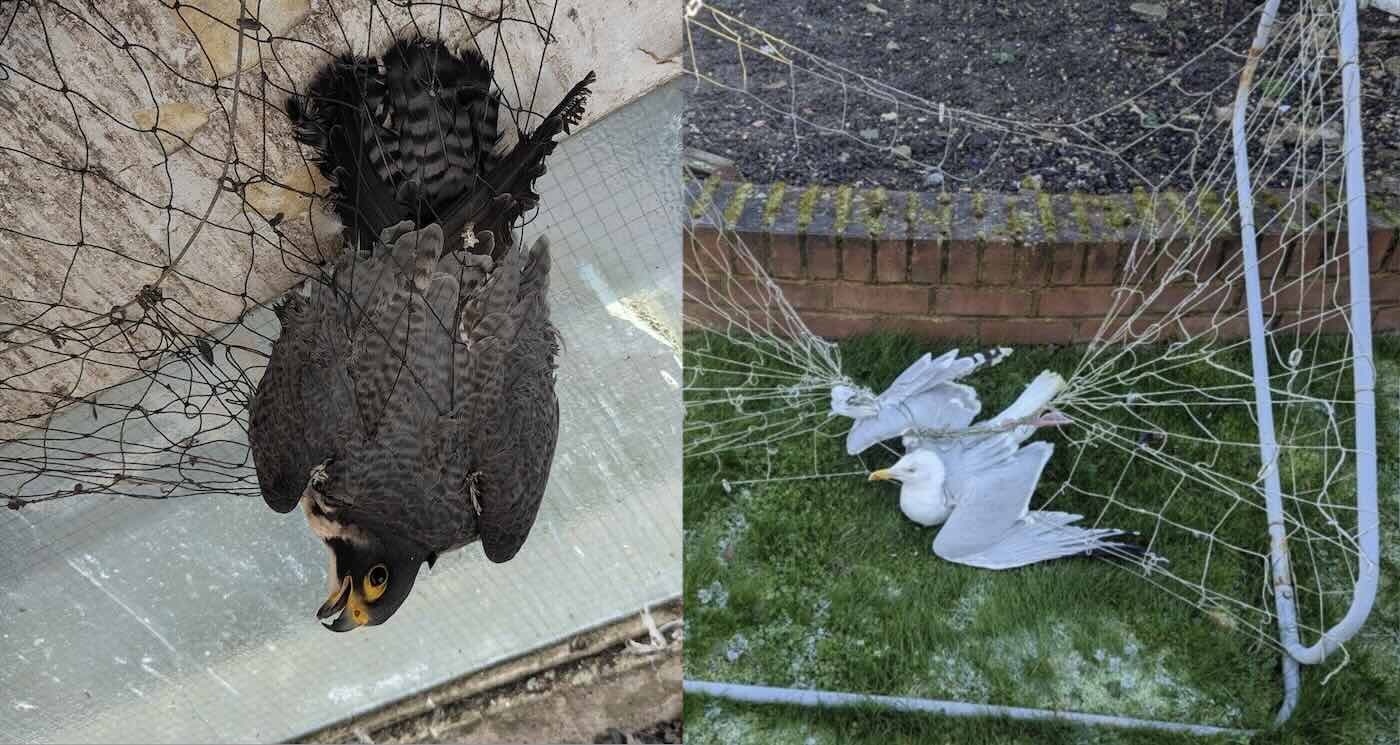Falcão-peregrino e gaivota presos em redes – RSPCA / SWNS 