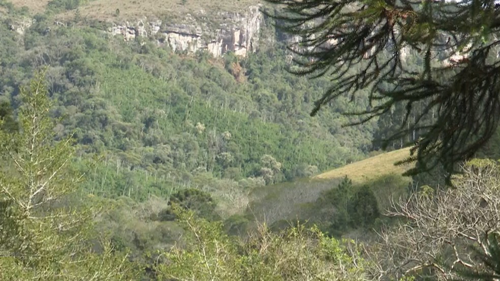 Empresário reflorestou propriedade de 2,4 milhões de m² — Foto: Valdecir Galvan/RPC