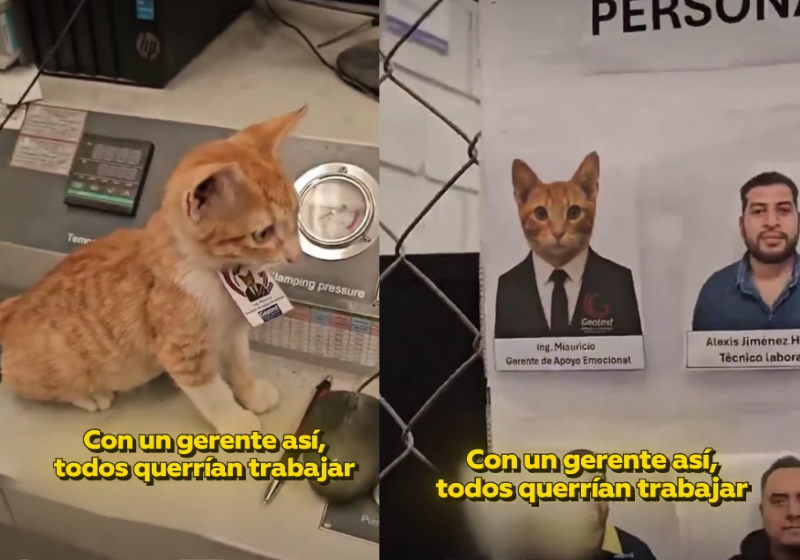 Uma empresa contrata um gatinho resgatado como gerente e a notícia ganhou as redes sociais. Muito fofo - Foto: redes sociais
