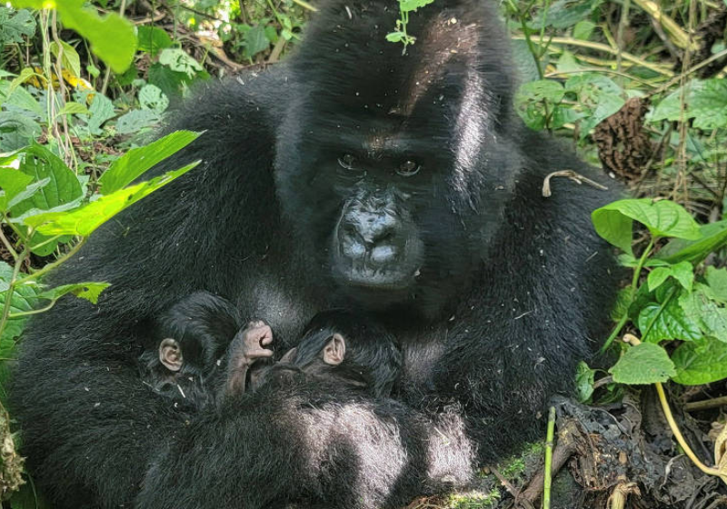 Uma gorila-das-montanhas deu à luz bebês gêmeos. A espécie é considerada em extinção. - Foto: Divulgação