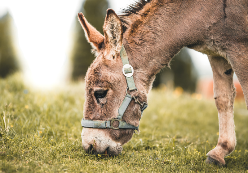 Pesquisadores criaram um colágeno com as mesmas propriedades daquele extraído dos jumentos. A técnuca evita a extinção do animal - Foto: Canva