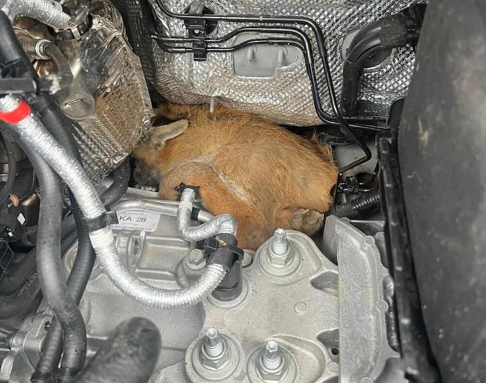 Raposa presa no motor de uma van – Foto: RSPCA / SWNS 