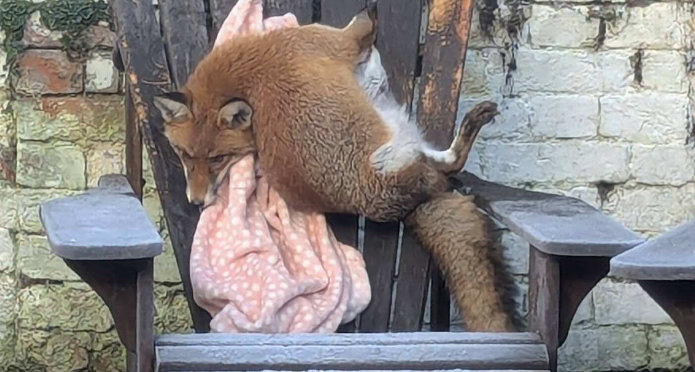 Raposa presa em cadeira de jardim. - Foto: RSPCA/SWNS