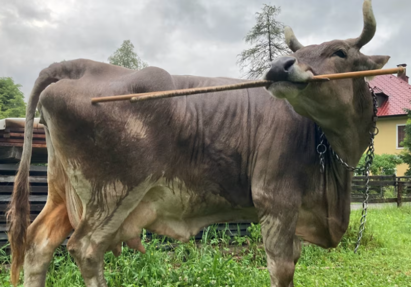 Veronika é uma vaca muito inteligente. Ela usa objetos improváveis para se coçar e os registros viraram estudo - Foto: reprodução CNN