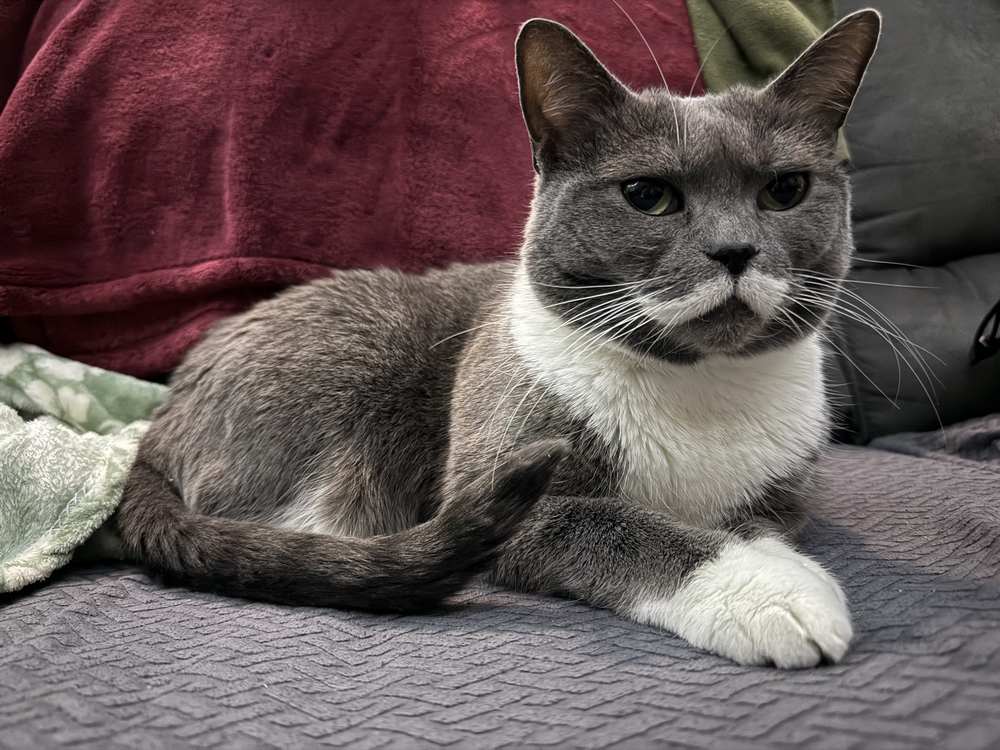 A gatinha foi identificada por causa de um bigodinho que tem no rosto - Foto: SWNS