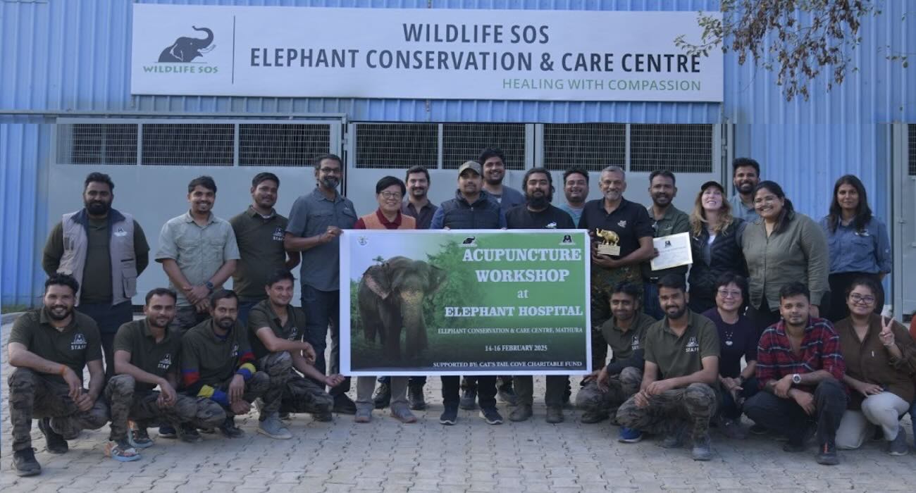 A oficina de acupuntura em elefantes em 2025 – Foto © Wildlife SOS 
