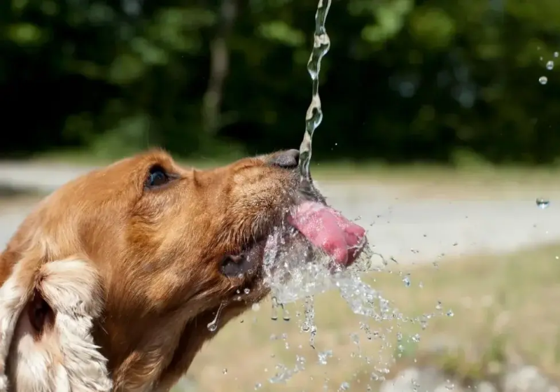 A lei permitirá a criação de bebedouros para animais em diferentes pontos do Rio de Janeiro - Foto: Pixabay