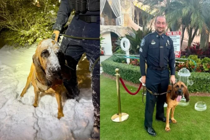 O cão farejador Bo e sargento Rowland, da Polícia de Gastonia. -Foto @gastoniapolicedepartment)
