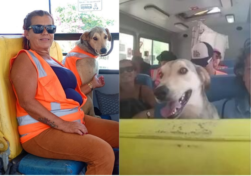 Fiv é um cão que foi resgatado pelos trabalhadores e hoje trabalha como gari, ajudando na limpeza das ruas - Foto: divulgação