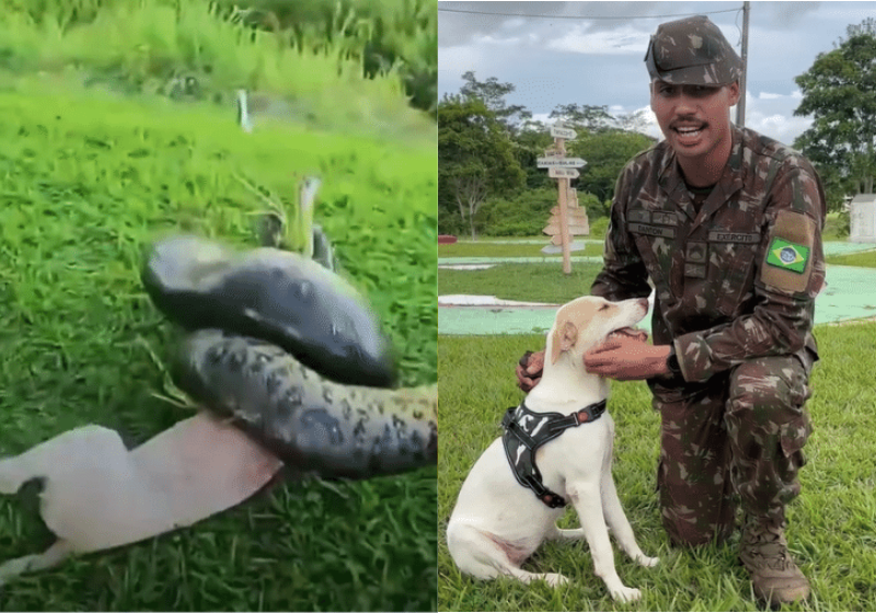 A cachorra sofreu o ataque da sucuri no último domingo, foi atendida e ganhou uma nova família - Foto: Exército brasileiro