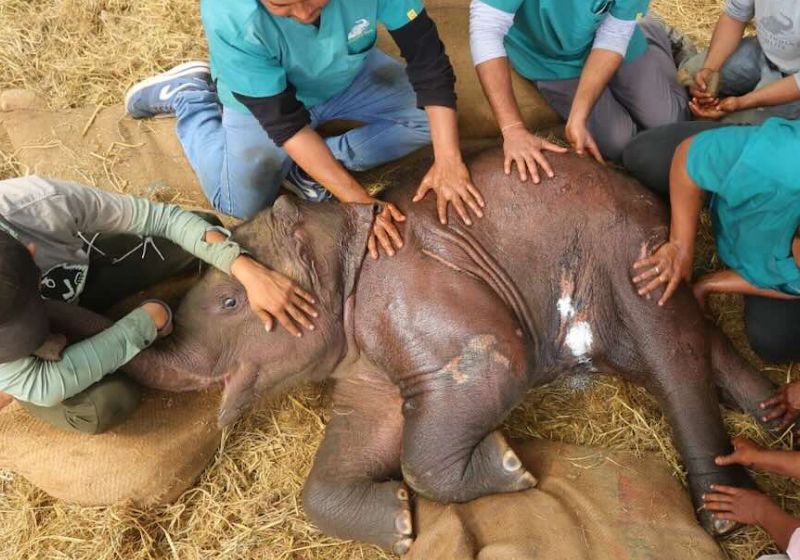 O bebê Bani o primeiro dos elefantes com dores crônicas que receberam tratamento de acupuntura na Índia. - Foto © Wildlife SOS