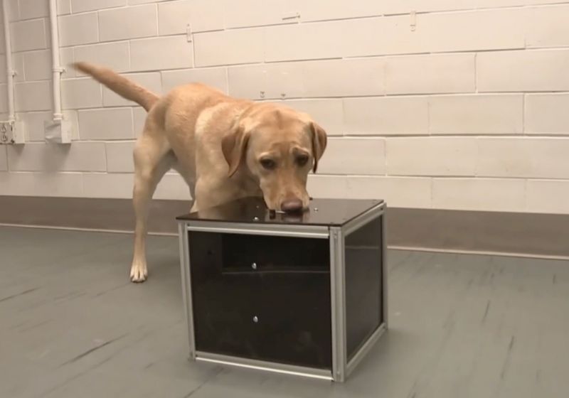 A pesquisa feita na Universidade da Pensilvânia (EUA) descobriu que cachorros conseguem detectar câncer pelo faro antes da doença aparecer. - Foto: reprodução/Universidade da Pensilvania