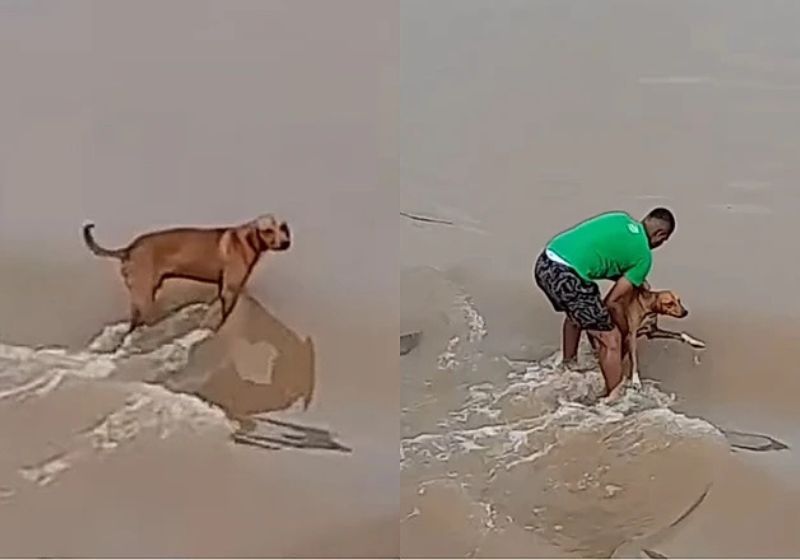 Gilmar Reis é o nome do jovem que entrou na enchente e resgatou um cachorro caramelo que ia ser levado pela água, no interior da Bahia. O vídeo voltou a viralizar - Foto: reprodução/redes sociais