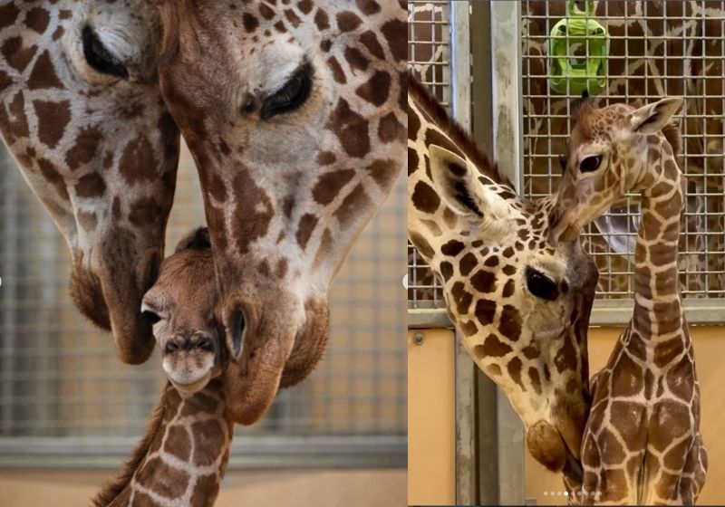 O bebê girafa lindo e saudável nasceu em um zoo de Utah, nos Estados Unidos e o carinho dos pais beijando o filhote está comovendo as redes. - Fotos: Zoológico Hogle