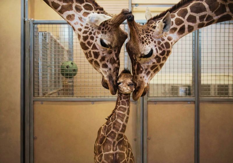 O bebê girafa lindo e saudável nasceu em um zoo de Utah, nos Estados Unidos e o carinho dos pais beijando o filhote está comovendo as redes. - Fotos: Zoológico Hogle