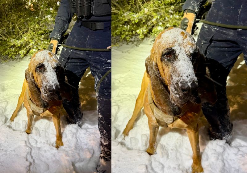 Bo é o cão herói que conseguiu resgatar um menino de 13 anos, com autismo que desapareceu na neve, na Carolina do Norte, EUA. Foto: gastoniapolicedepartment