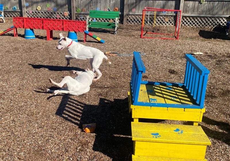 Olha a alegria dos cachorrinhos órfãos que foram adotados pelo bombeiro. - Foto: reprodução/11Alive