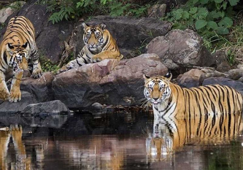 A índia conseguiu dobrar a população de tigres, em 10 anos, monitorando a espécie e aumentando a área de habitat natural para eles. - Foto: Reserva de Tigres de Panna
