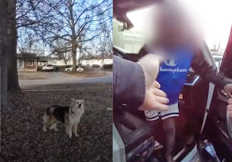 O cachorrinho misterioso apareceu durante as buscas da polícia ao menino desaparecido e mostrou ao policial onde a criança estava, nos EUA. - Foro: Departamento de Polícia Metropolitana de Louisville