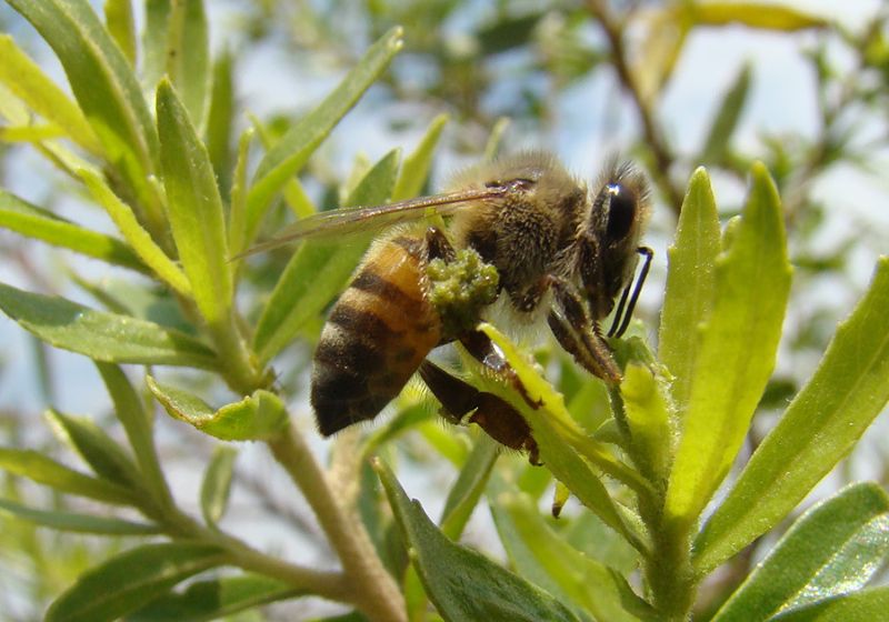 Abelha operária coletando resina de alecrim-do-campo para produzir própolis verde, que tem potencial contra Alzheimer, segundo pesquisa da USP. – Foto: Michel Stórquio Belmiro/Wikimedia Commons/CC BY-SA 3.0