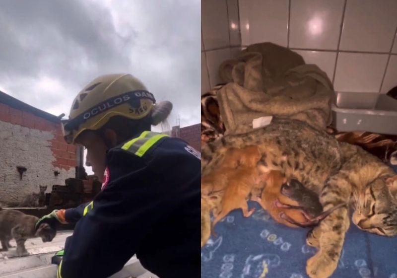 O vídeo dos voluntários do GRAD Brasil mostra o momento do resgate da mamãe gatinha e seus 4 filhotes, que estavam no telhado de uma casa comprometida pelos deslizamentos em Juiz de Fora (MG). - Foto: reprodução/GRAD Brasil/Instagram
