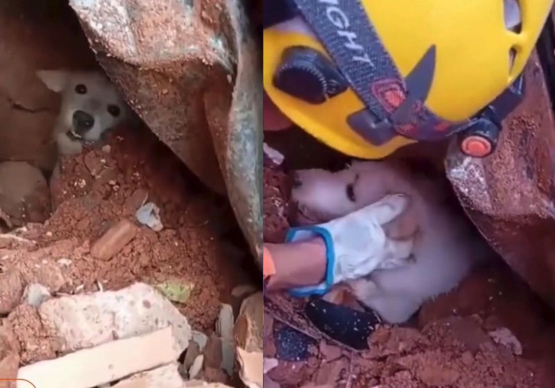 O resgate do cachorrinho Pumba, que ficou soterrado na casinha após deslizamento em Juiz de Fora, foi feito por bombeiros. Fotos: reprodução/R7