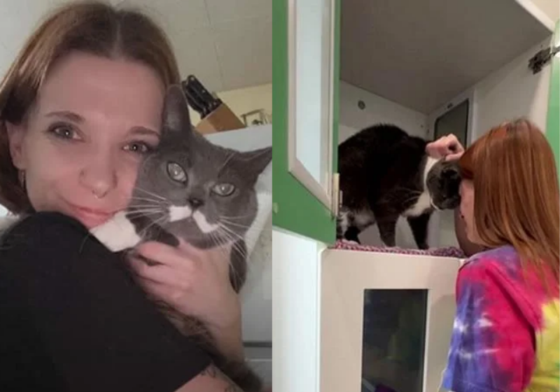 A tutora encontrou a gatinha, que ficou 4 anos desaparecida e agora voltou para casa - Foto: SWNS