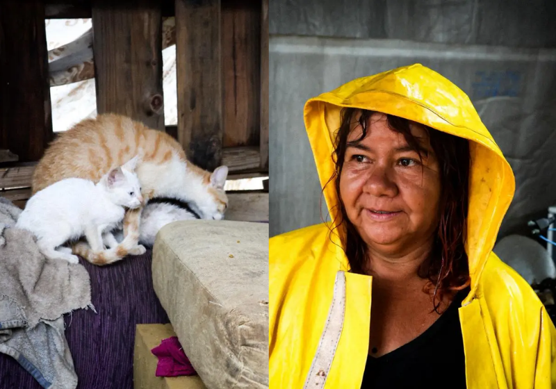 Uma mulher enfrentou a chuva e conseguiu salvar três gatinhos que ficaram presos em uma casa inundada - Foto: Midiamax
