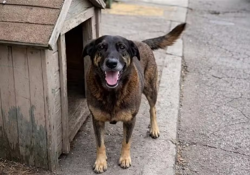 Graças a um software estrangeiro, a polícia de SC conseguiu identificar os envolvidos na morte do cão Orelha - Foto: redes sociais