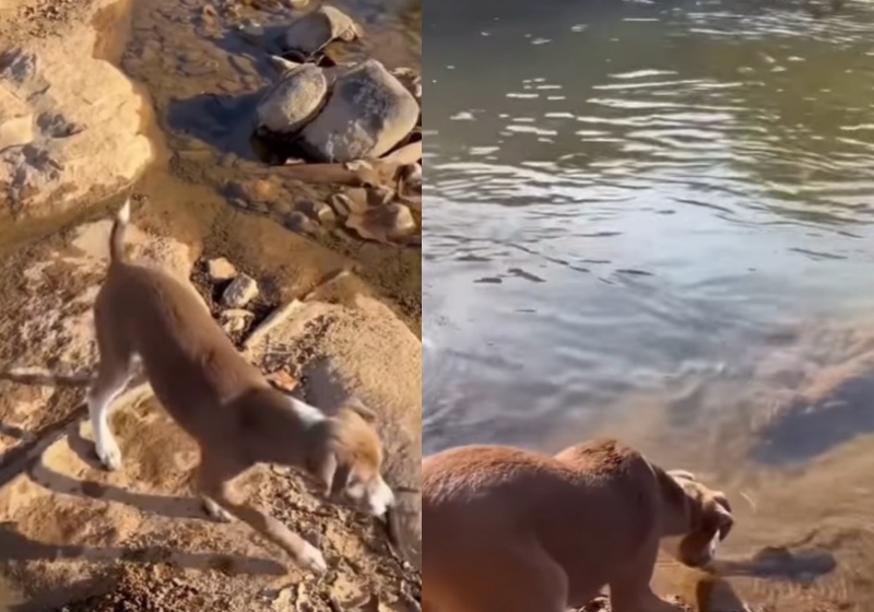 O cachorrinho pegou o peixe e levou de volta para o rio. O vídeo do momento viralizou de tão fofo. - Foto: reprodução Youtube