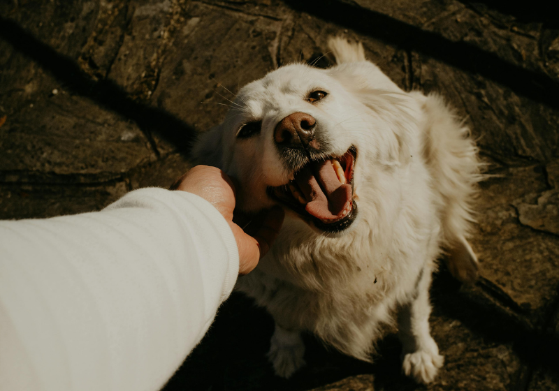 De acordo com a nova lei, a partir de agora os pets podem ser sepultados juntos com o tutor. - Foto: Canva