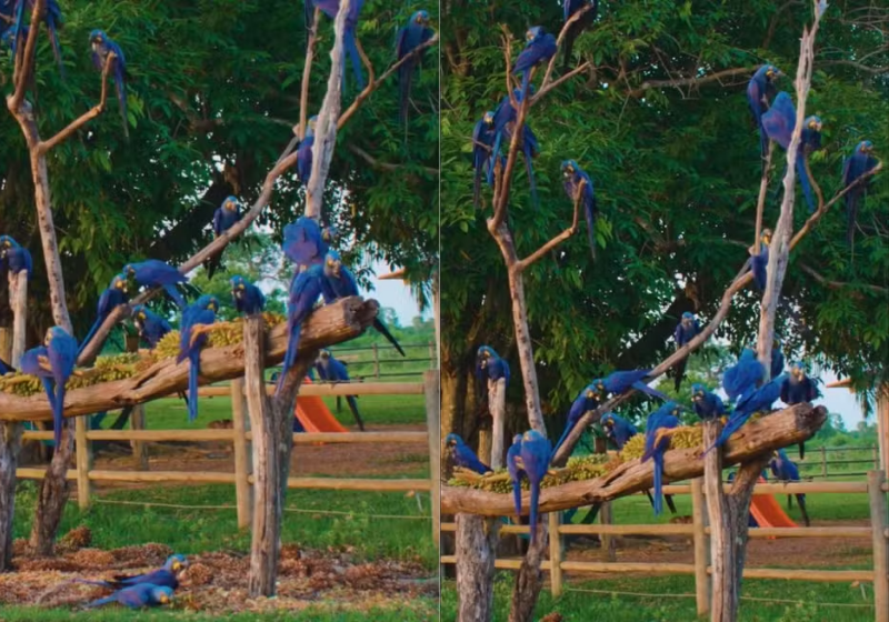 "Pé de araras-azuis" é registro raro no Pantanal de Mato Grosso do Sul — Foto: Luiz Felipe Mendes