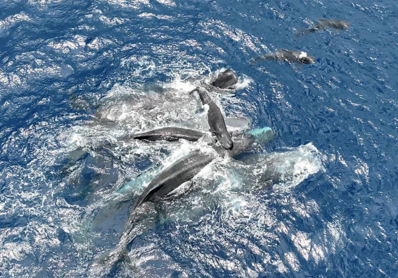 As baleias acompanharam o nascimento do filhote e também ajudaram, como parteiras, a mãe na hora de dar à luz - Foto: reprodução DW
