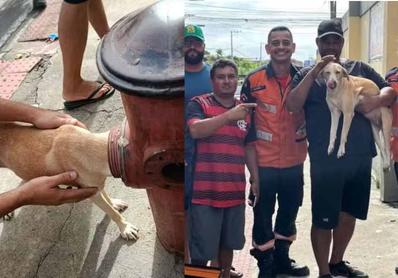 A cadelinha foi salva após ficar com a cabeça presa em um hidrante. Ela passa bem graças ao trabalho dos bombeiros - Foto: redes sociais