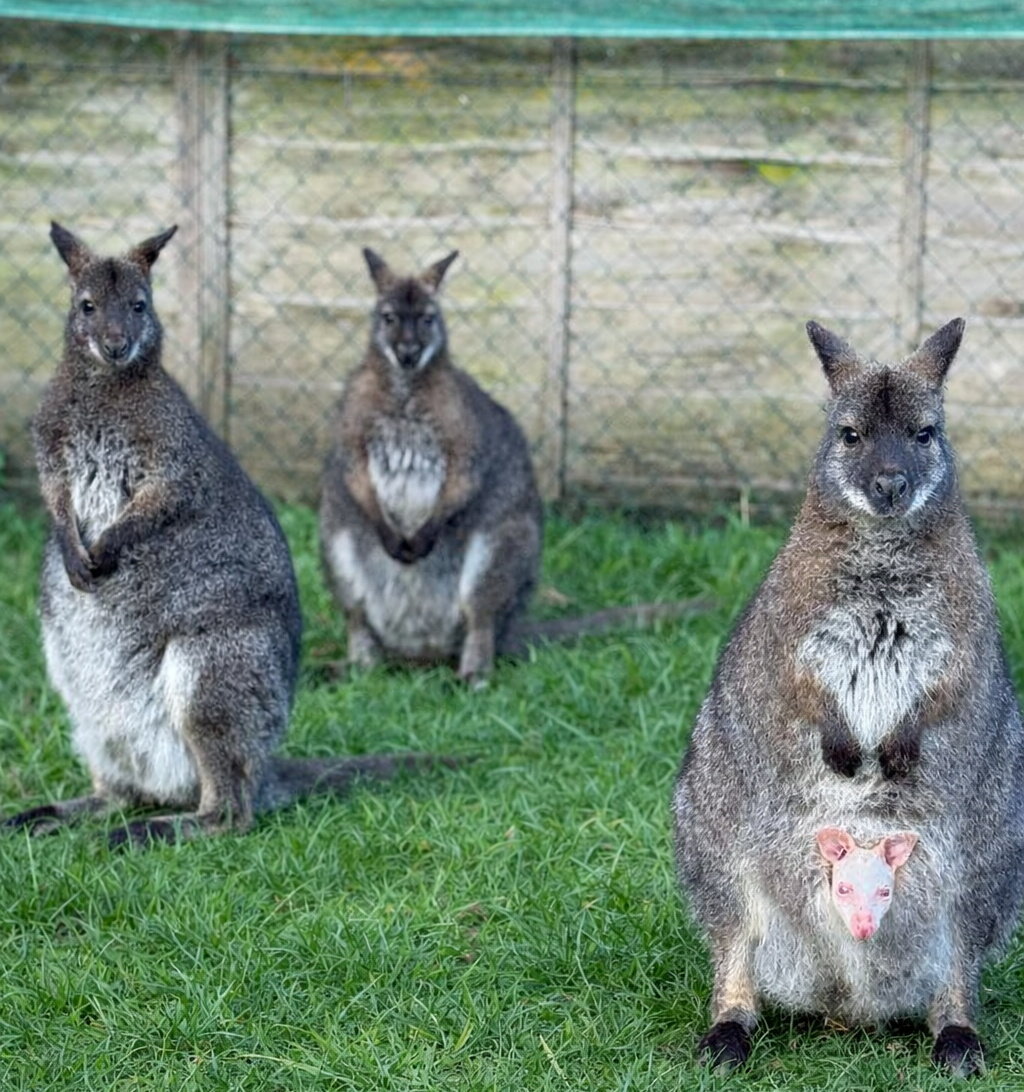 O filhote de canguru albino mostra a carinha na barriga da mãe - Foto: Little Zoo/SWNS
