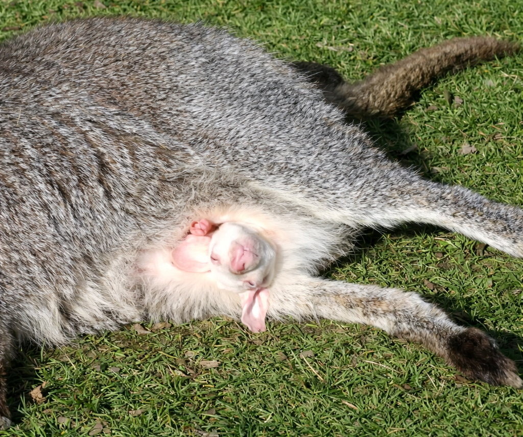 Olha ele que lindo! - Foto: Little Zoo/SWNS