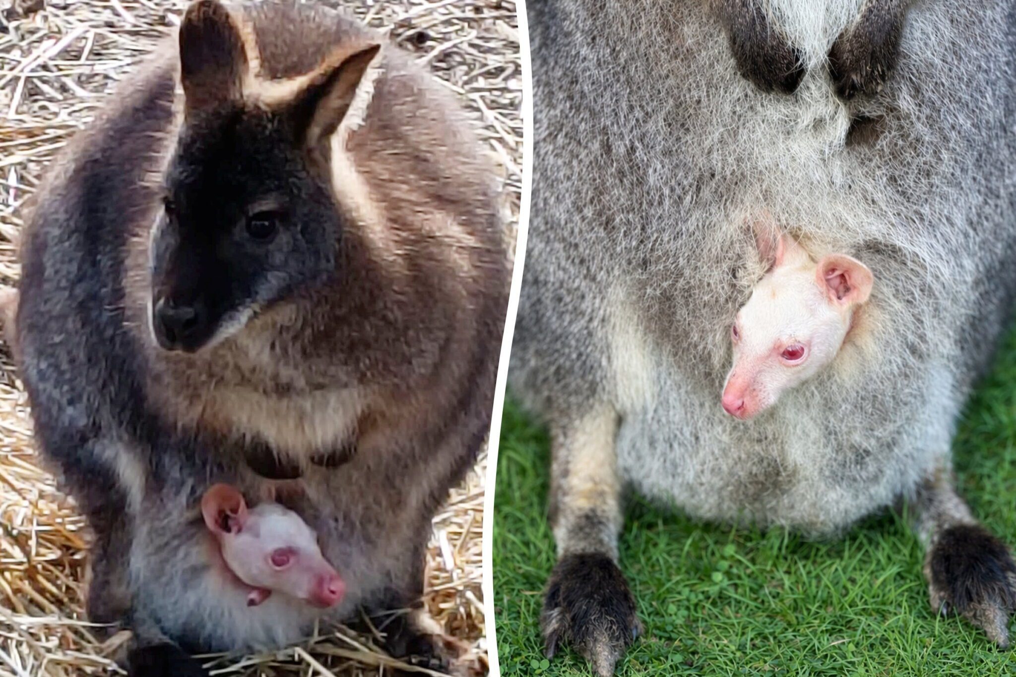 A equipe procura um nome para o bichinho. - Foto: Little Zoo/SWNS