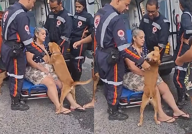O caramelo mostrou que sabe proteger a cuidadora dele! O cãozinho ficou em alerta quando ela precisou de atendimento, achando que a levariam embora - Foto: redes sociais