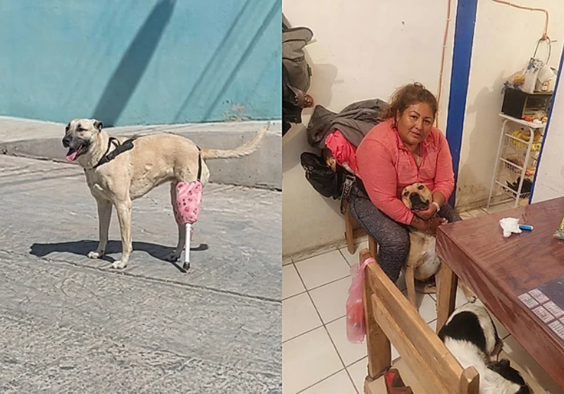 A família utilizou cabo de vassoura e cintos para criar a prótese para a cachorrinha, que não tem uma das pernas - Foto: Tiktok