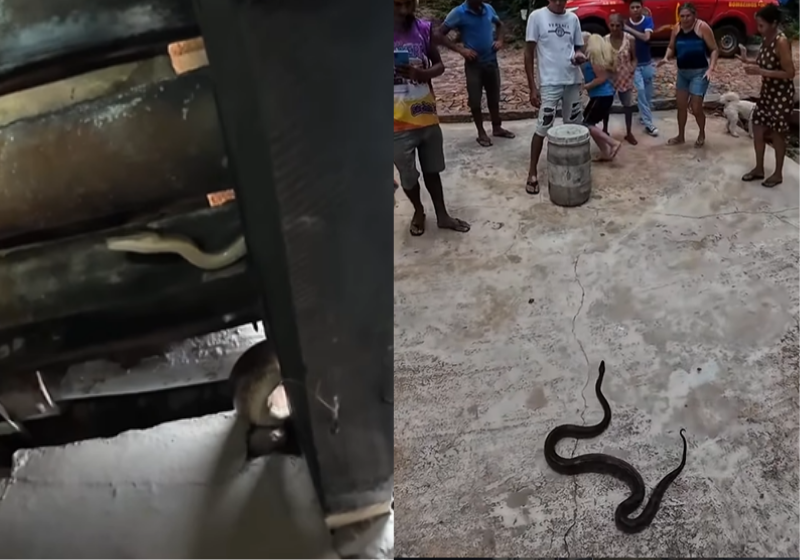 Um bombeiro retira uma jiboia que invaidiu uma residência e, com muito humor, conscientiza a população - Foto: redes sociais