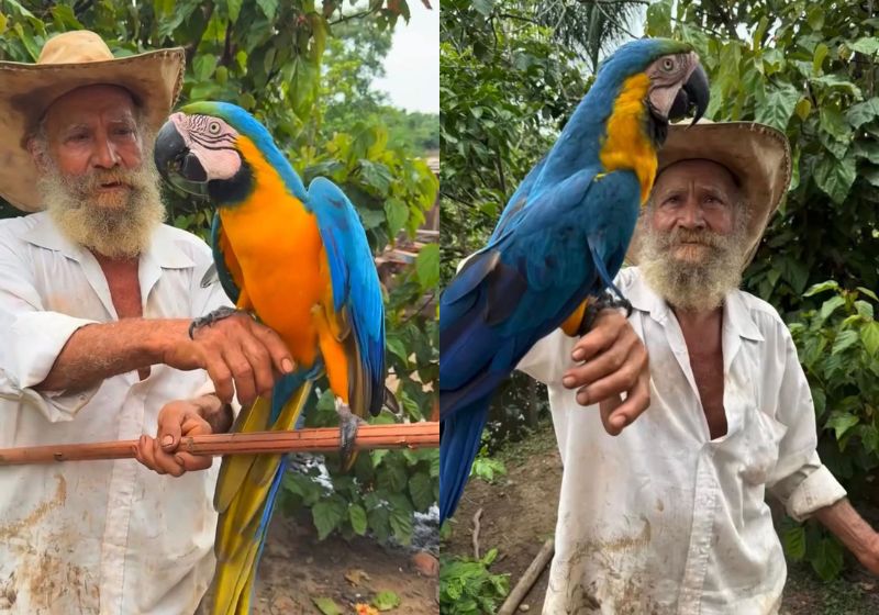 A amizade do seu Thare com a Lara, um arara resgatada com a asa machucada, já dura 18 anos. Ela vive livre e sempre volta para ver o amigo - Fotos: reprodução/Instagram