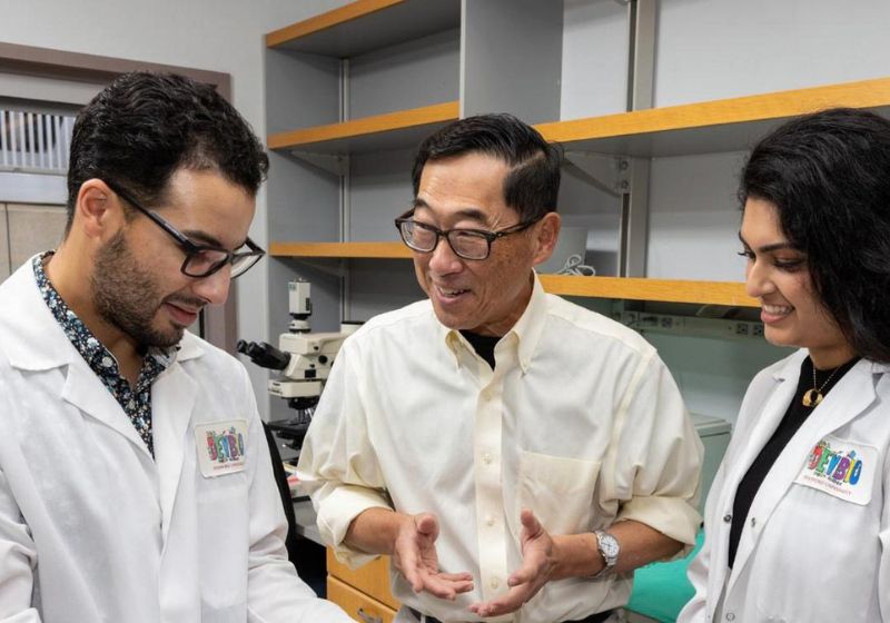 Os cientistas da universidade de Stanford (EUA) conseguiram a cura do diabetes tipo 1 em ratos, sem rejeição nem efeitos colaterais. - Foto: Steve Fisch/Stanford University