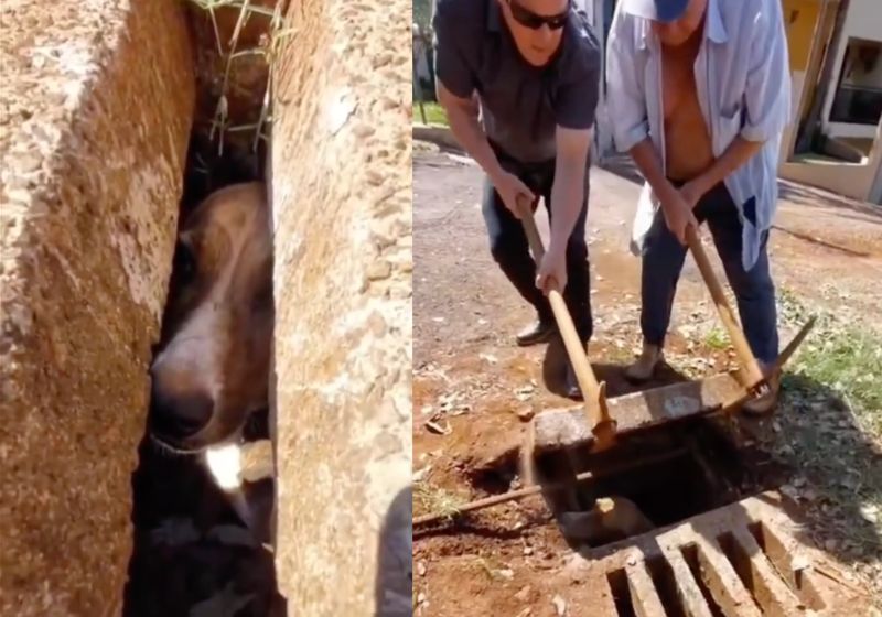 O Jeferson teve que usar uma picareta para resgatar o caramelo preso bueiro, em uma rua de Santa Tereza do Oeste, no Paraná. - Fotos: reprodução/Tiktok/@jeferson.santos3814