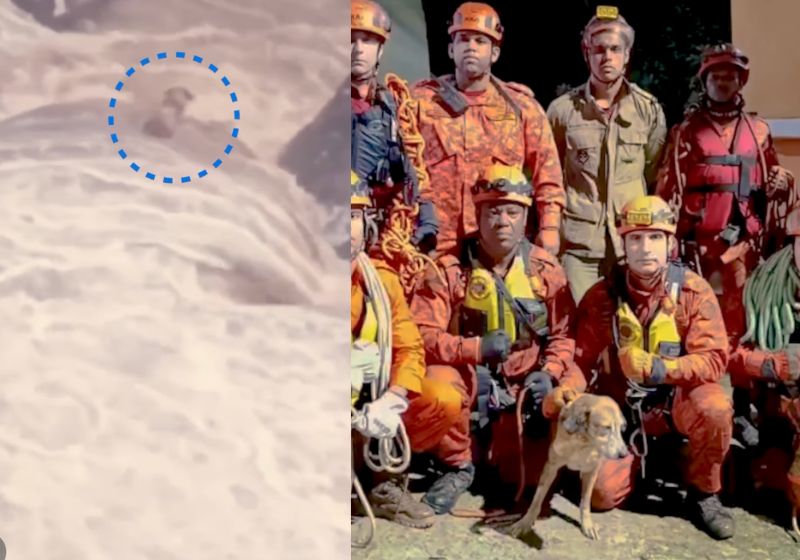 Os bombeiros levaram mais de 1 hora para conseguir resgatar o cachorrinho cego e surdo que estava ilhado no meio da cachoeira, no Rio. - Fotos: reprodução/CBMRJ